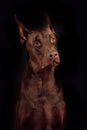 Dog breed Doberman brown color on a black background in the Stud