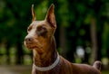 Dog breed Doberman with an expressive look Royalty Free Stock Photo