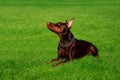 Dog breed Doberman Pinscher