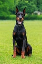 Dog breed Doberman Pinscher