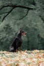 Dog breed Doberman sitting on the grass autumn