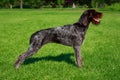 The dog breed Drahthaar Royalty Free Stock Photo