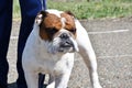 Dog breed English Bulldog