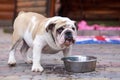 dog breed english bulldog Royalty Free Stock Photo