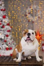 Dog breed English bulldog under the Christmas new year tree sitting on basket close to presents happy smiling Royalty Free Stock Photo