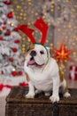 Dog breed English bulldog under the Christmas new year tree sitting on basket close to presents happy smiling Royalty Free Stock Photo