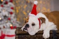 Dog breed English bulldog under the Christmas new year tree sitting on basket close to presents happy smiling Royalty Free Stock Photo