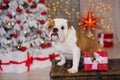 Dog breed English bulldog under the Christmas new year tree sitting on basket close to presents happy smiling Royalty Free Stock Photo