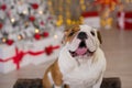 Dog breed English bulldog under the Christmas new year tree sitting on basket close to presents happy smiling Royalty Free Stock Photo