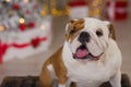 Dog breed English bulldog under the Christmas new year tree sitting on basket close to presents happy smiling Royalty Free Stock Photo