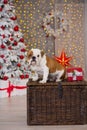 Dog breed English bulldog under the Christmas new year tree sitting on basket close to presents happy smiling Royalty Free Stock Photo