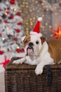 Dog breed English bulldog under the Christmas new year tree sitting on basket close to presents happy smiling Royalty Free Stock Photo