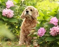 Dog of breed English Cocker Spaniel in flowers