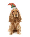 Dog breed English Spaniel in Santa hat