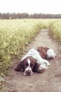 Dog breed English Springer Spaniel light in wild flowers field