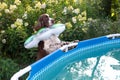 A dog breed English springer spaniel with swimming ring afraid and looks into the pool in garden