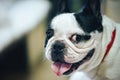 Dog Breed French Bulldog