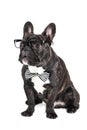 Dog breed French Bulldog in glasses