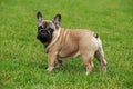 Dog breed French Bulldog