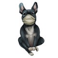 Dog breed French Bulldog in a medical mask. Animal - doctor isolated on a white background.