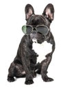 Dog breed French bulldog