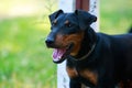 Dog breed German Jagdterrier