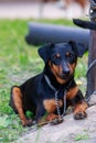 Dog breed German Jagdterrier