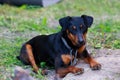 Dog breed German Jagdterrier