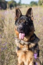 dog breed german shepherd filmed in natural conditions in sunlight