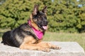 dog breed german shepherd filmed in natural conditions in sunlight