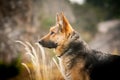Dog breed German shepherd portrait on nature