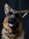 dog breed german shepherd shot in the studio on a dark background in sunglasses