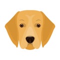 A dog breed, a golden retriever.Muzzle of the Golden Retriever single icon in cartoon style vector symbol stock