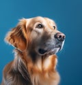 dog breed golden retriever portrait