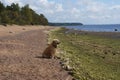 The dog breed golden retriever sitting on the beach and looks into the distance at sea, squinting against the sun