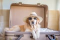 Dog breed golden retriever in a straw hat in a suitcase. Travel concept with pets. Generative AI