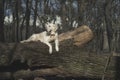 Dog breed Golden Retriever walk in the forest Royalty Free Stock Photo