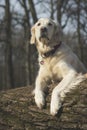 Dog breed Golden Retriever walk in the forest Royalty Free Stock Photo