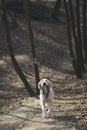 Dog breed Golden Retriever walk in the forest with leash Royalty Free Stock Photo