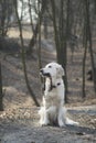 Dog breed Golden Retriever walk in the forest with leash Royalty Free Stock Photo