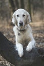 Dog breed Golden Retriever walk in the forest Royalty Free Stock Photo