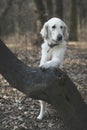 Dog breed Golden Retriever walk in the forest Royalty Free Stock Photo