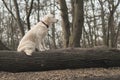 Dog breed Golden Retriever walk in the forest Royalty Free Stock Photo