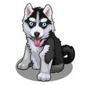 Dog breed husky with blue eyes isolated. Vector