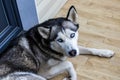 Dog breed husky curled up and lying at the doorstep of the house. Royalty Free Stock Photo