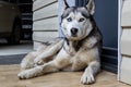 Dog breed husky curled up and lying at the doorstep of the house. Royalty Free Stock Photo