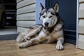 Dog breed husky curled up and lying at the doorstep of the house. Royalty Free Stock Photo