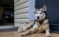 Dog breed husky curled up and lying at the doorstep of the house. Royalty Free Stock Photo