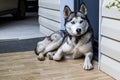 Dog breed husky curled up and lying at the doorstep of the house. Royalty Free Stock Photo