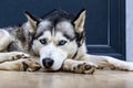 Dog breed husky curled up and lying at the doorstep of the house. Royalty Free Stock Photo